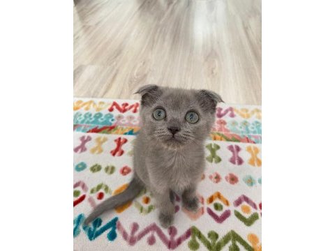 Birinci kalite blue scottish fold yavru