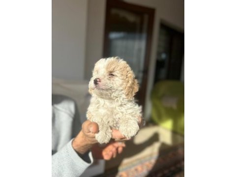 A kalite maltipoo yavrularimiz