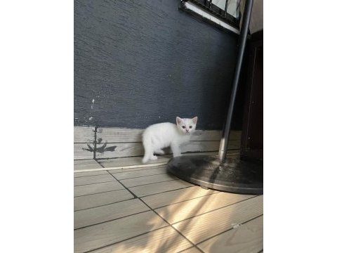 Kediler yeni yuvalarını arıyorlar