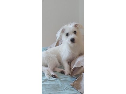 Bahçeli ortama ücretsiz terrier