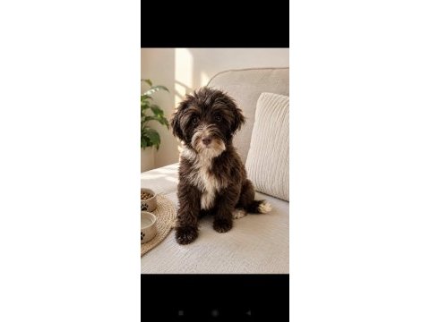 Maltipoo yavrular