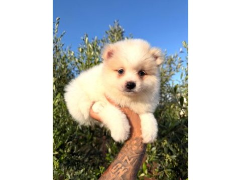 Güzellik abideleri pomeranian köpekler