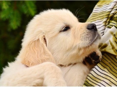 Golden retriever adrese teslim kapıda ödeme yapabilirsiniz