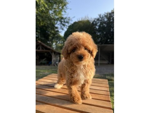 Red maltipoo kızımız