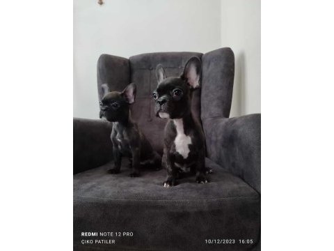 French bulldog yavru köpeklerimiz