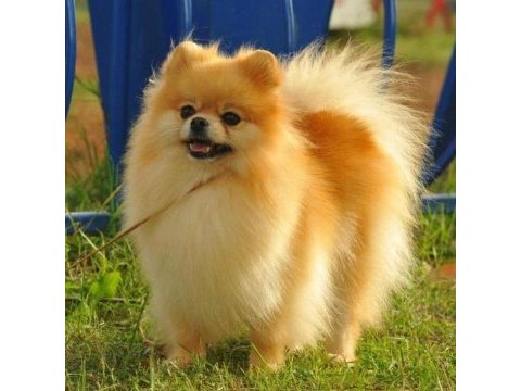 Üst kalite aşılı erkek pomeranian 3 aylık