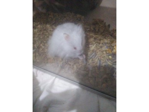 Kar beyaz hamster