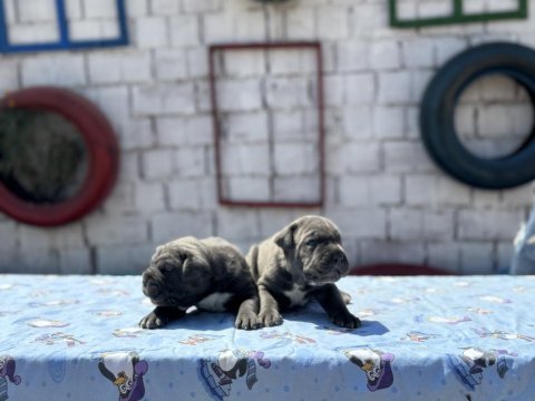 Dev cane corso yavrulara