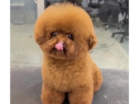 Yavru ve yetişkin a kalite kore kan poodle