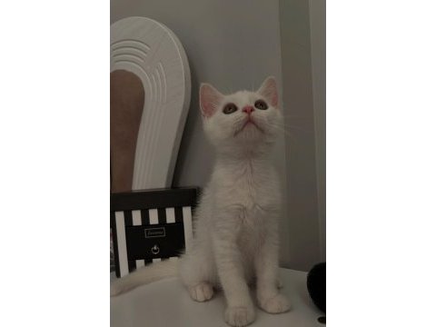 İki kardeş sevimli oyuncu tek tekte verilir british