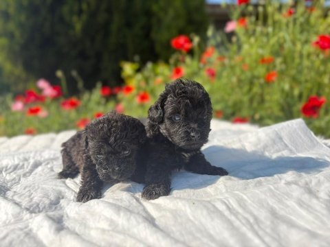 Özel renk maltipoo