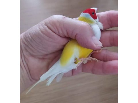 Yarışma vasıflı renk renk gökkuşağı ispinozları
