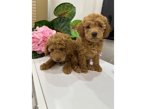 Toy poodle yavrum