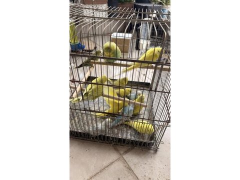 Yeme yeni düşen jumbo yavrular ve birtakım jumbo kuşlar