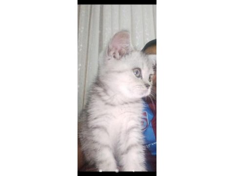 Scottish fold mersin 2 aylık