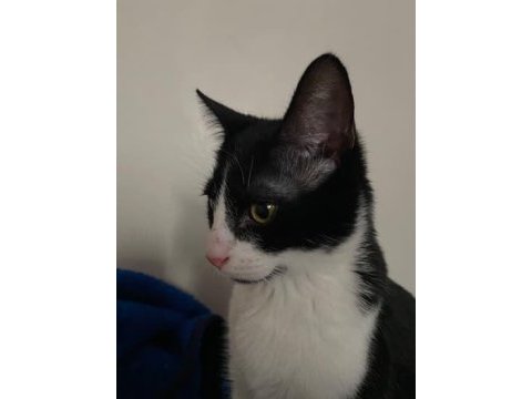 Tekir smokin kedimi sahiplendiriyorum böyle oyuncu yok