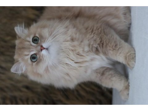British longhair erkek kedimiz