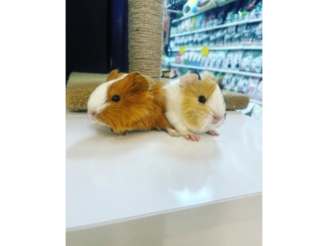 Ginepig yavruları gelmiştir