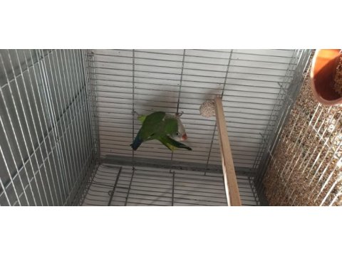 Takım yeşil monk papağanı