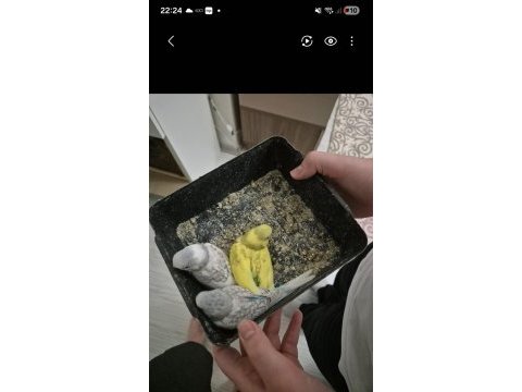 Bebek muhabbet kuşları