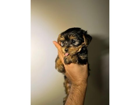 Bebek yorkie yavruları