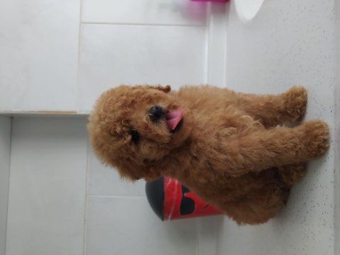 Oyuncak kaniş toy poodle