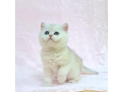 A kalite safkan british shorthair sunshine yavrum