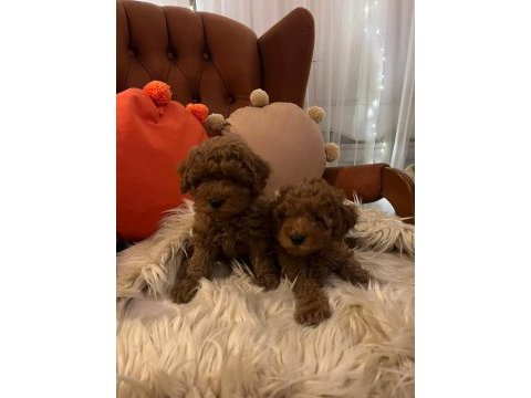 Minyatür kore toy poodle köpekler