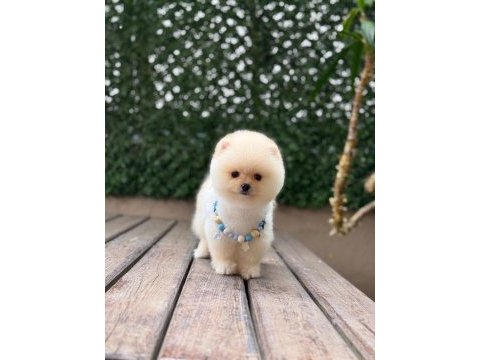 Show kalite pomeranian boo yavrular