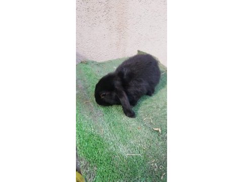 2,5 aylık lop yavru tavşan