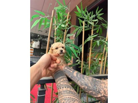 Poodle kalitesinde maltipoo