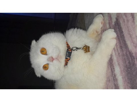 Scottish fold