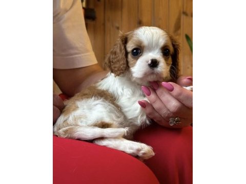 Irk ve sağlık garantili cavalier king charles yavrularım