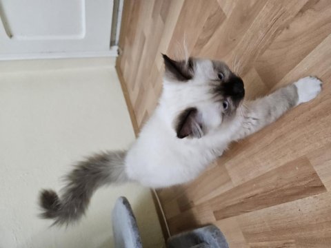 Sahiplenmek isteyenler için ragdoll dişi yavrum tarçın