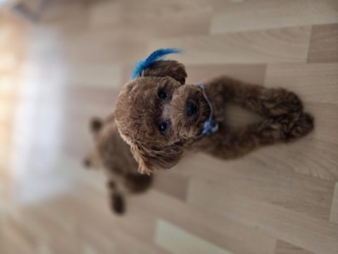 9 aylık akıllı zeki erkek poodle