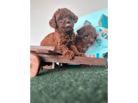 Toy poodle yavrular