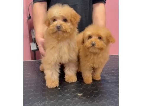 Red-apricot poodle yavrular