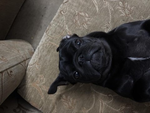 Yetişkin iki yaşında pug safkan dişi ve erkek var siyah
