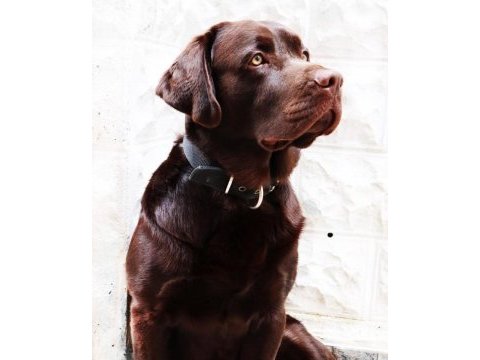 2 yaşında kısır erkek çikolata labrador
