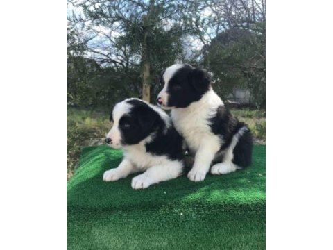 Irk ve sağlık garantili border collie yavrular