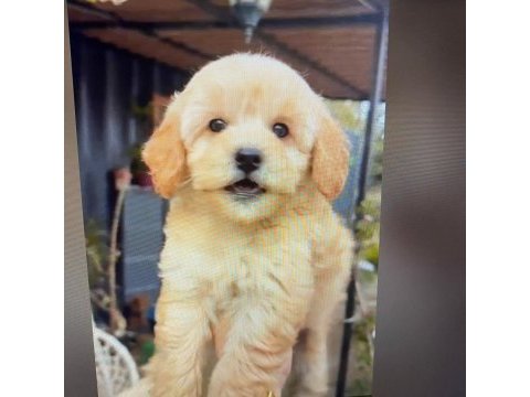 Yavru golden retriever köpeği