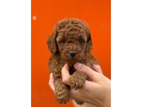 Güvenilir çiftliğimizden poodle