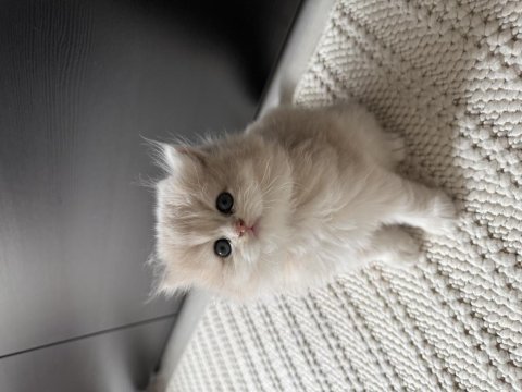 British longhair erkek