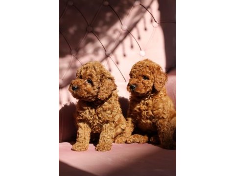 Red toy poodle