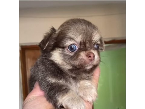 Tatlı şivava chihuahua köpeğimiz