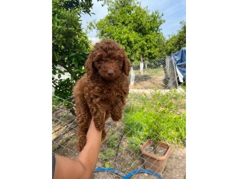 Anne altından red brown poodle yavrumuz