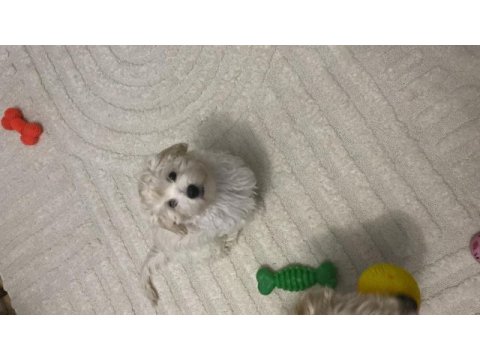 Yavru maltipoo köpekler