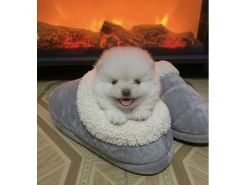 Teddy bear kar beyaz pomeranian boo erkek prens