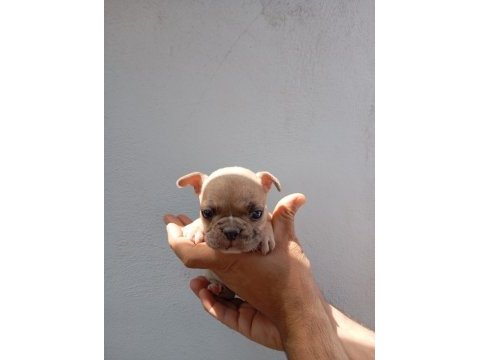 Lilac fawn french bulldog yavrularımız