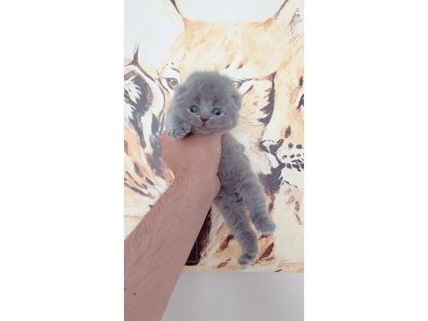 Gerçek top kafa bebek yüz scottish fold yavrumuz